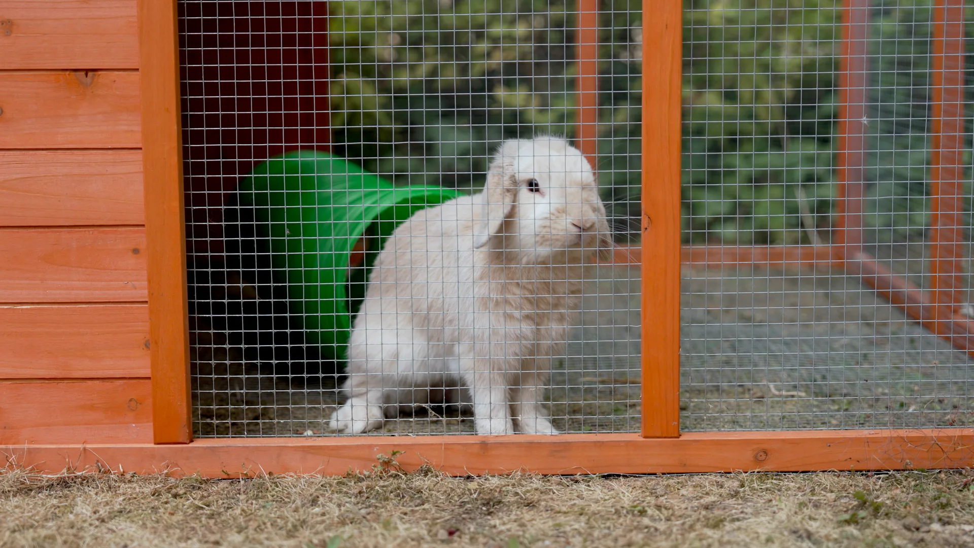 A care home resident visiting the rabbits in the garden enclosure, the kind of detail that makes one home different from another.